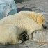 Яна Билешевич Яна Билешевич